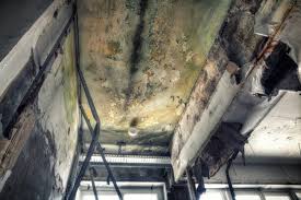 Best Mold Damage Restoration in Ballston Spa, NY